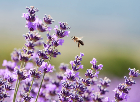 Spring Planting For The Bees