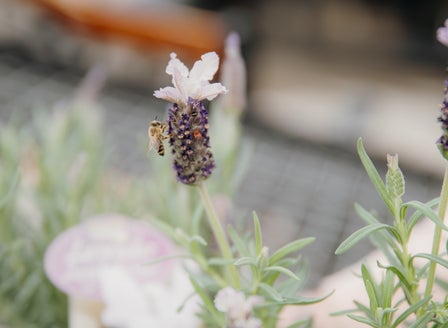 Bee Guide February