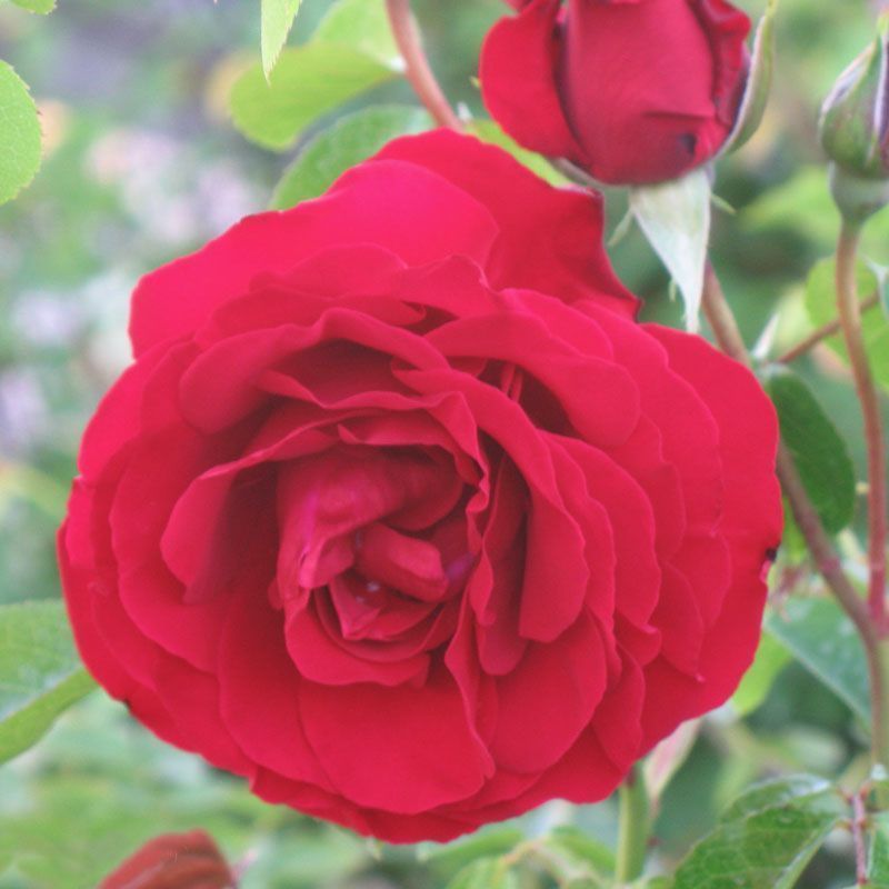 Holbeach Roses How To Care For Roses