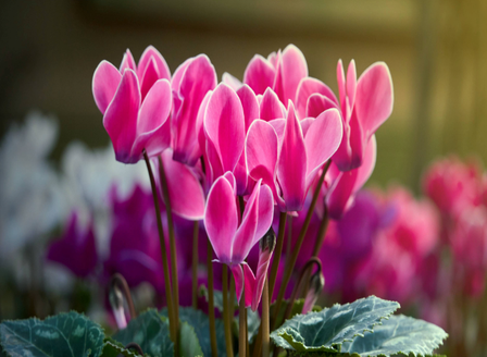 Autumn Plants We're Loving