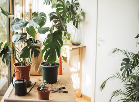 Repotting Indoor Plants