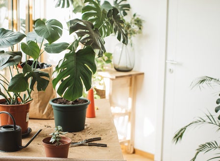 Repotting Indoor Plants