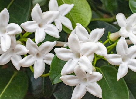 Fill Your Garden with Summer Fragrance