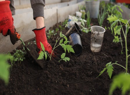 A Beginners Guide to Companion Planting