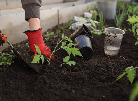 A Beginners Guide to Companion Planting