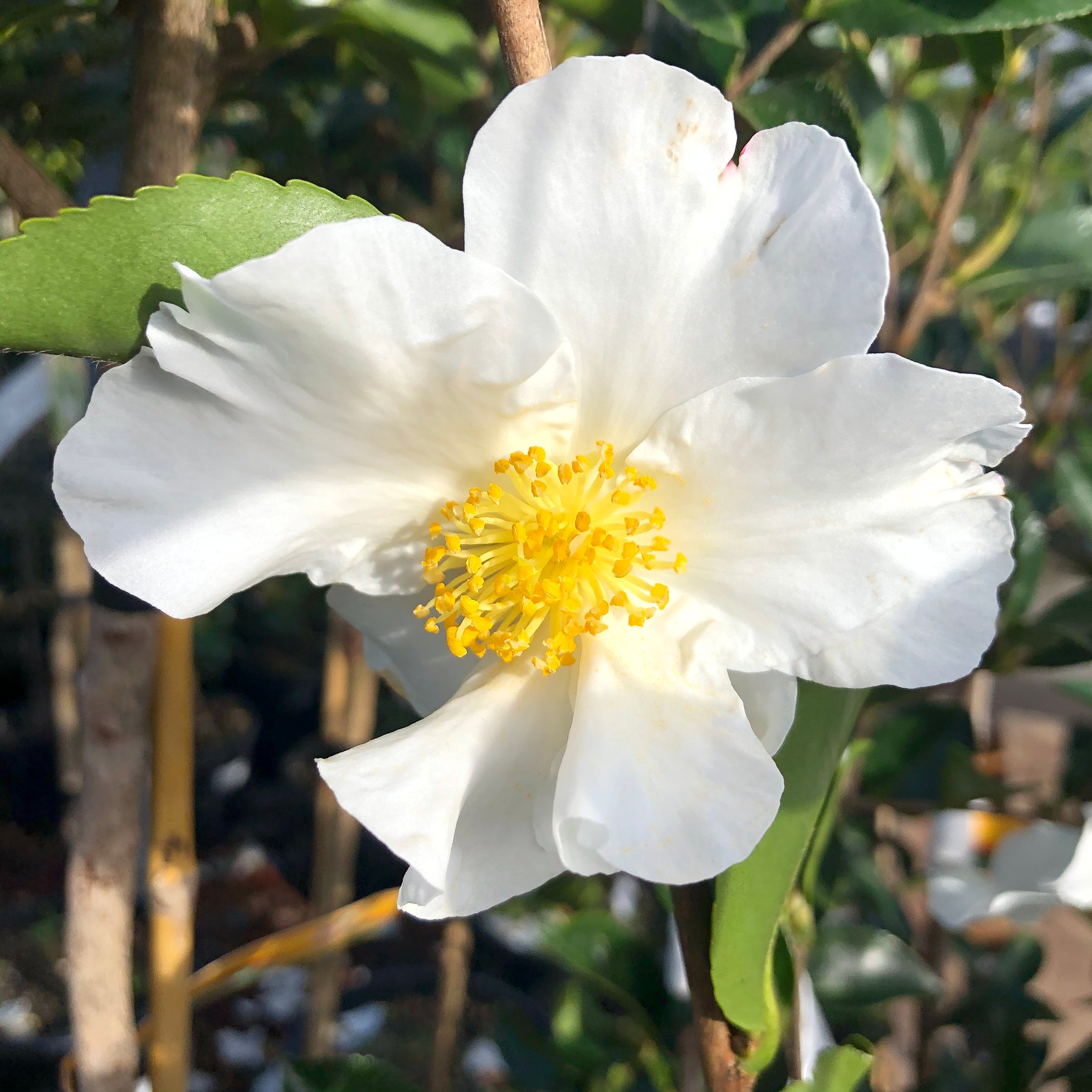 Our Top Camellia Varieties
