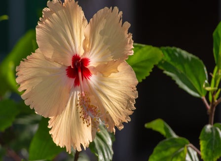 Our Top Hibiscus Varieties