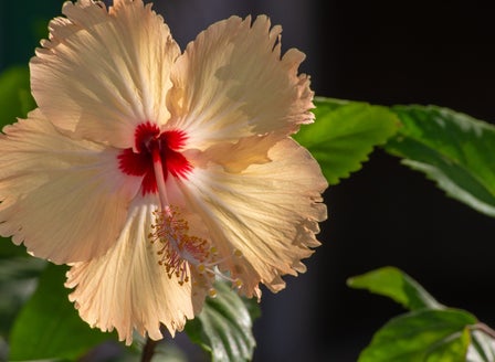 Our Top Hibiscus Varieties
