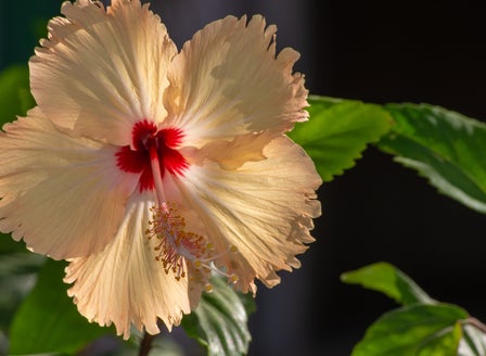 Our Top Hibiscus Varieties