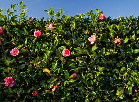 Time to Plan and Plant Hedging