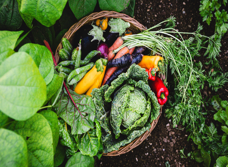 The Journey to Growing Organic