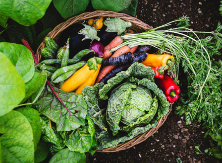 The Journey to Growing Organic