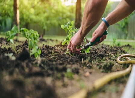 Entering the World of Growing Organic