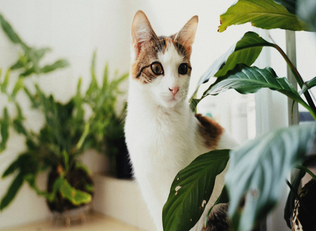 Pet Friendly Houseplants