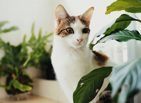 Pet Friendly Houseplants