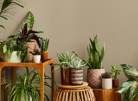 Indoor Plant Styling 