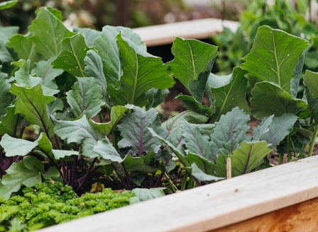 A Beginner's Guide to Starting a Veggie Garden