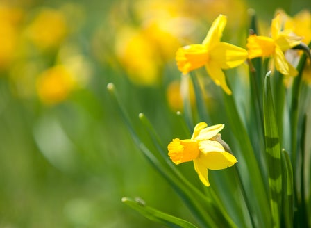 A Beginner's Guide to Planting Spring Bulbs