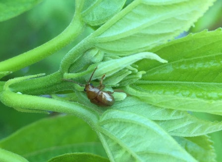 Bronze Beetle