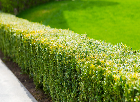 Privacy and Personality with Hedging