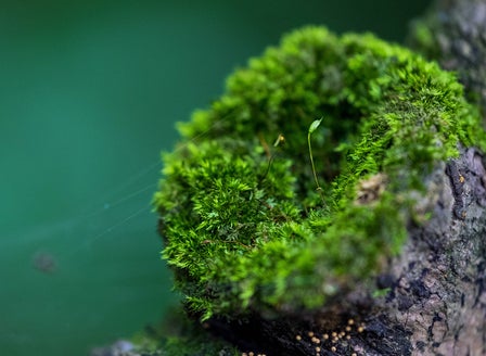 Moss