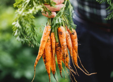 Cultivating The Basics of Veggie Gardening