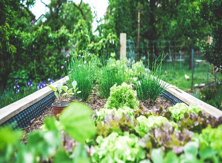 Starting Your First Veggie Garden