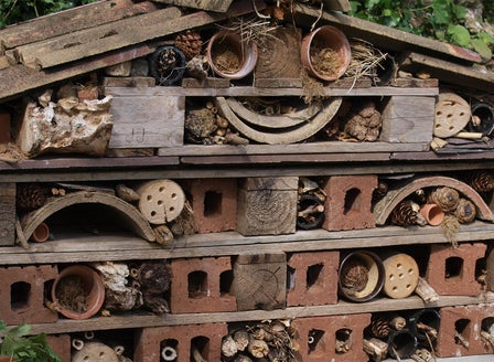 Little Growers Activity: Bug Hotel