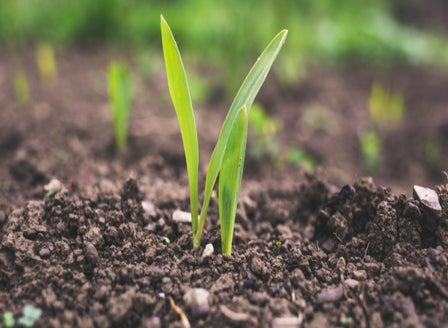 The Importance of Good Soil