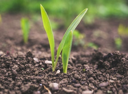 The Importance of Good Soil