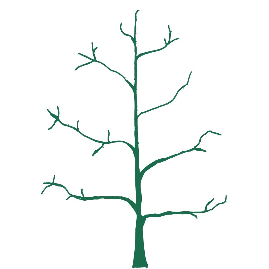 A Beginner's Guide to Fruit Tree Pruning