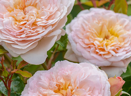 How To Care For Roses