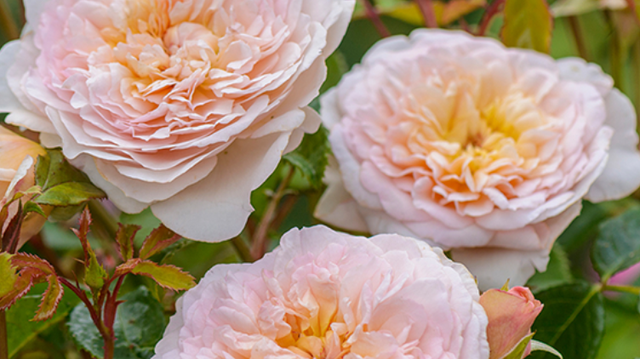 How To Care For Roses