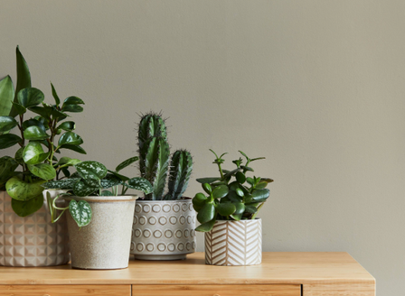 Spring Secrets for Happy Houseplants