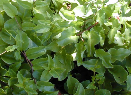 Madeira Vine