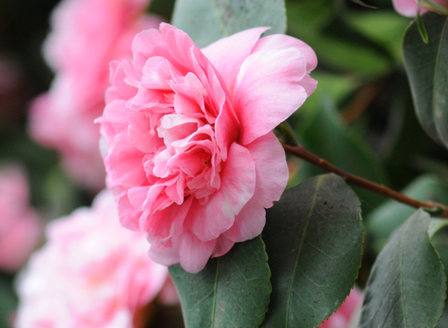 Camellias - An Autumn Must-Have