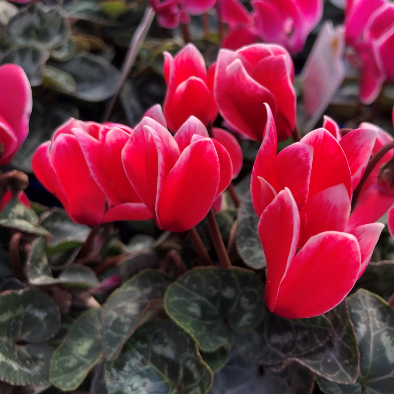 Planting a Winter Garden
