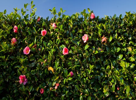 Our Top Hedging Plants