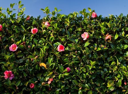 Our Top Hedging Plants