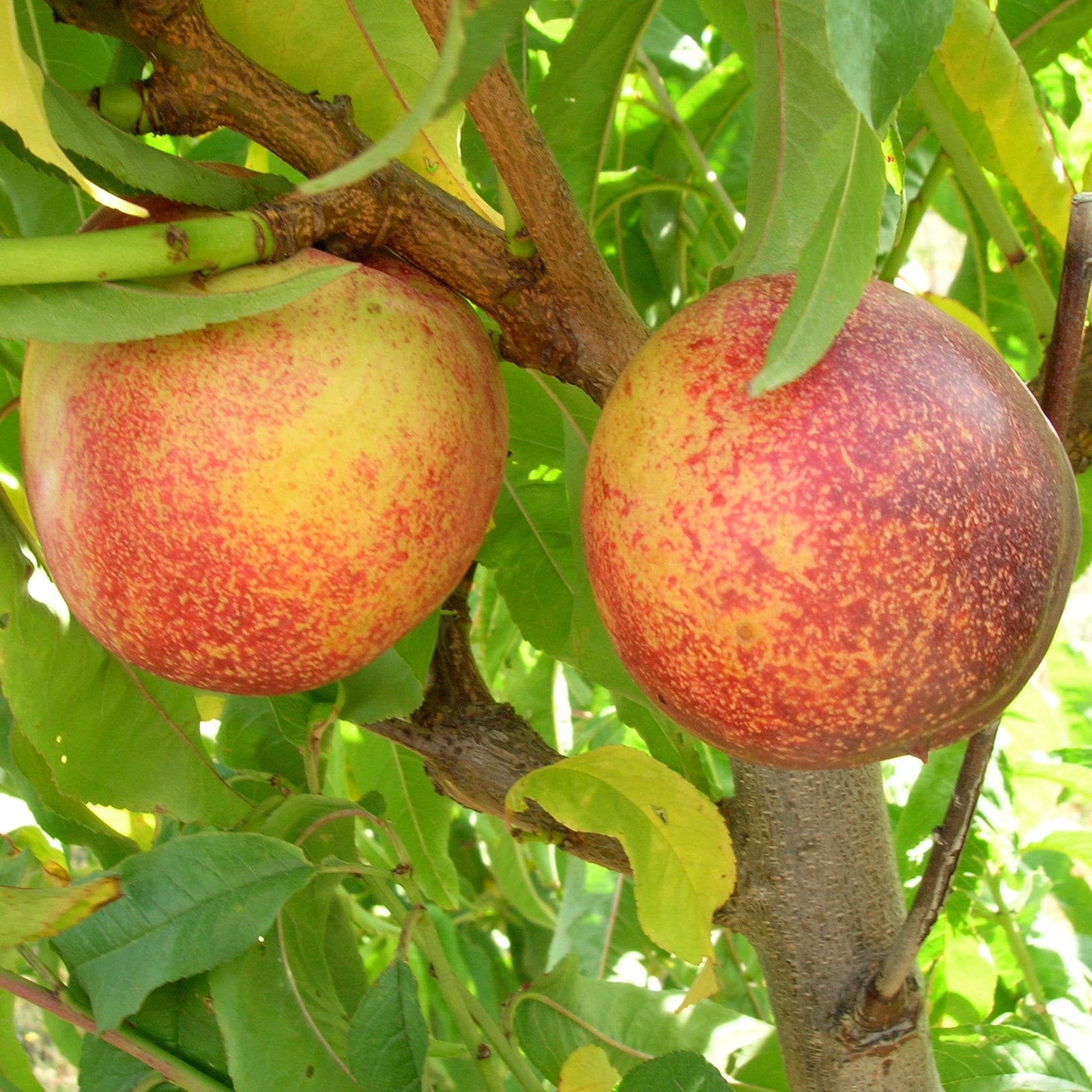 A Beginner's Guide to Deciduous Fruit