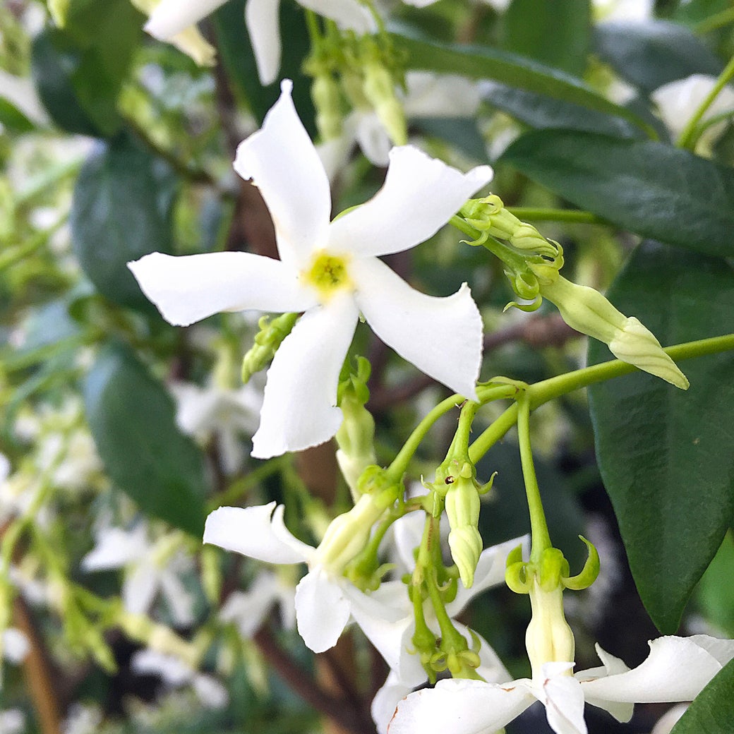 Growing in Clay Soil