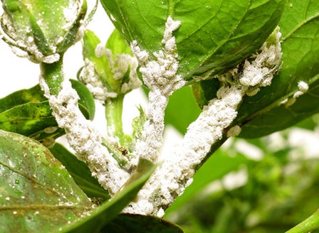 Mealy Bug