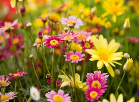 Our Top Summer Plants