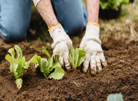 Winter Veggie Planting