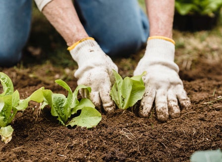 Winter Veggie Planting