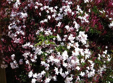 Pink Jasmine