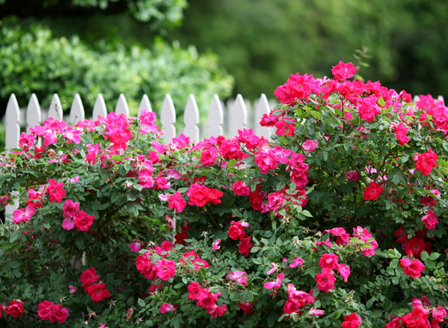 From Bloom to Beauty - Roses