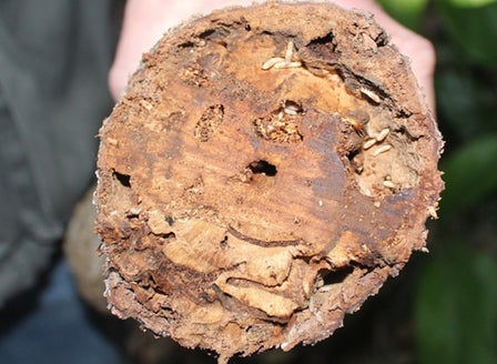 Lemon Tree Borer