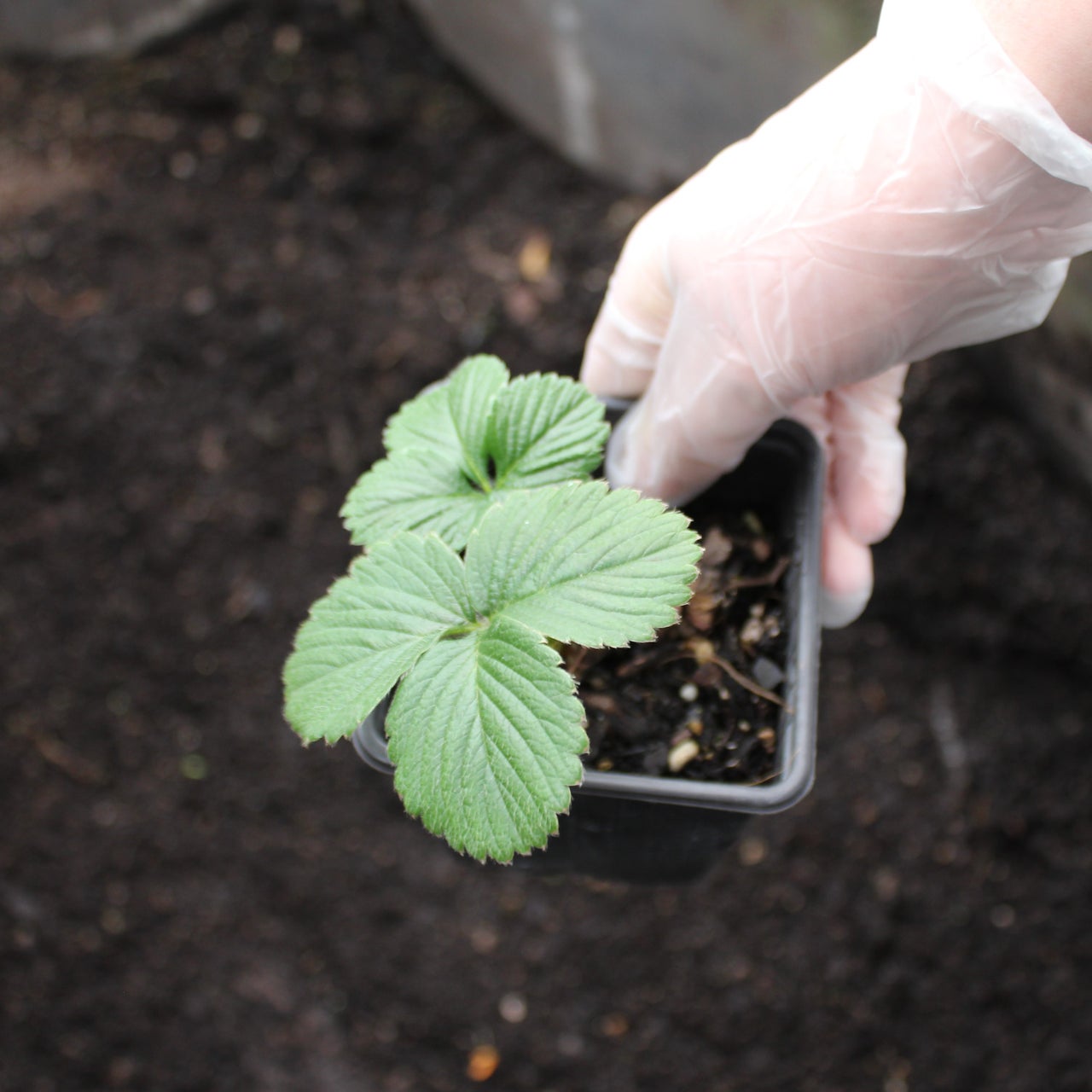 DIY Strawberry Hanging Baskets