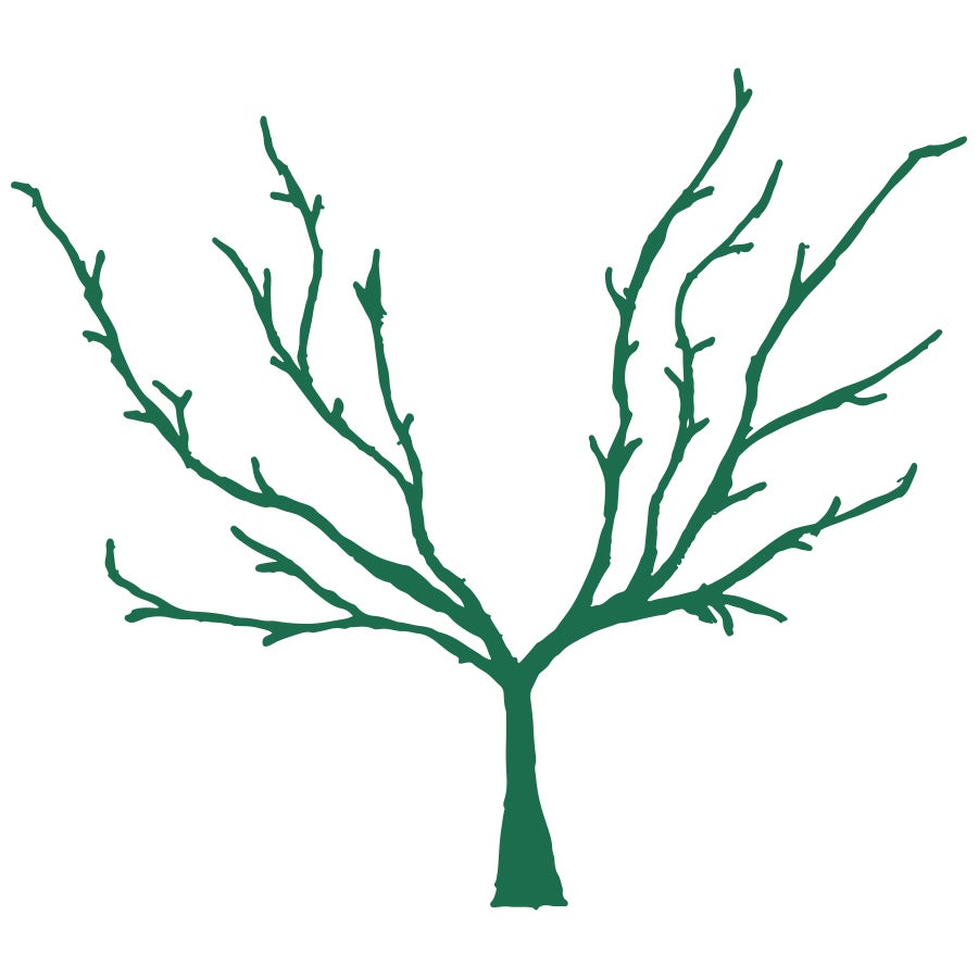 A Beginner's Guide to Fruit Tree Pruning